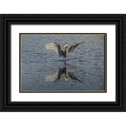Reddish egret fishing-Merritt Island National Wildlife Refuge-Florida Black Ornate Wood Framed Art Print with Double Matting by Jones, Adam