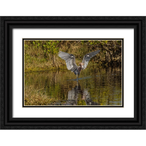 Reddish egret fishing-Merritt Island National Wildlife Refuge-Florida Black Ornate Wood Framed Art Print with Double Matting by Jones, Adam