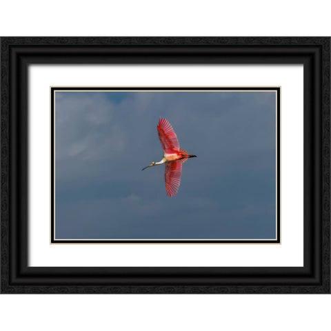 Roseate spoonbill flying-Merritt Island National Wildlife Refuge-Florida Black Ornate Wood Framed Art Print with Double Matting by Jones, Adam