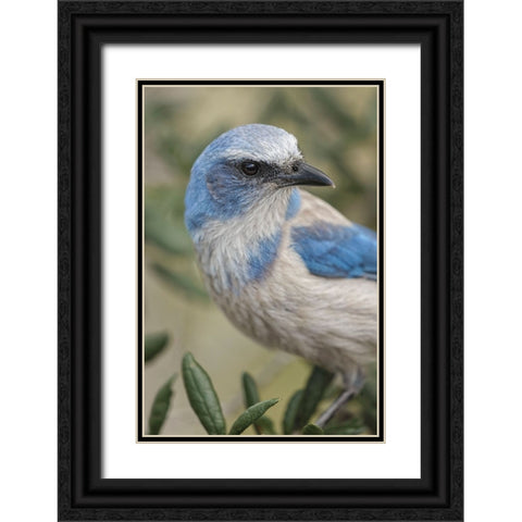 Florida scrub jay-Merritt Island National Wildlife Refuge-Florida Black Ornate Wood Framed Art Print with Double Matting by Jones, Adam