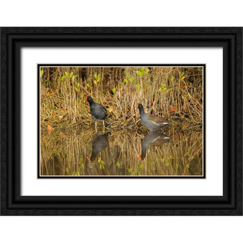 Pair of Moorhens-Merritt Island National Wildlife Refuge-Florida Black Ornate Wood Framed Art Print with Double Matting by Jones, Adam