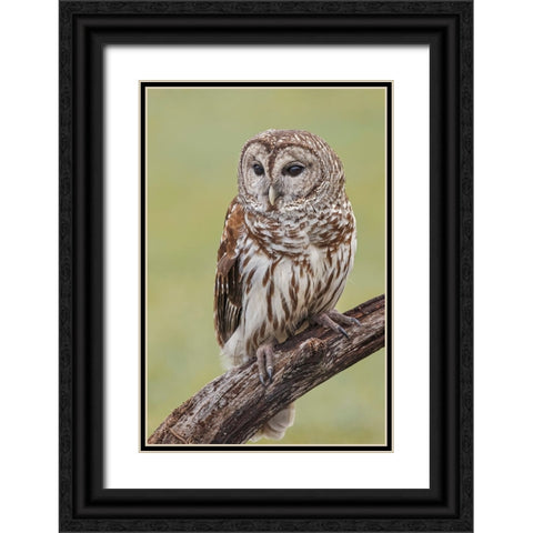 Barred owl-Strix varia-Florida Black Ornate Wood Framed Art Print with Double Matting by Jones, Adam
