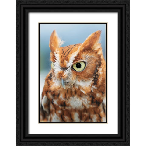 Eastern screech owl-Florida Black Ornate Wood Framed Art Print with Double Matting by Jones, Adam