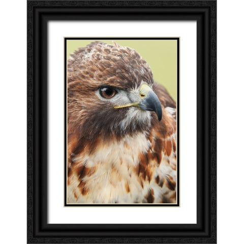Red-tailed hawk-Florida Black Ornate Wood Framed Art Print with Double Matting by Jones, Adam
