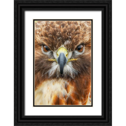 Red-tailed hawk-Florida Black Ornate Wood Framed Art Print with Double Matting by Jones, Adam