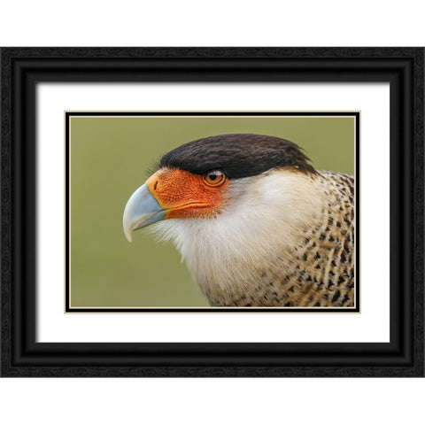 Crested caracara-south Florida Black Ornate Wood Framed Art Print with Double Matting by Jones, Adam