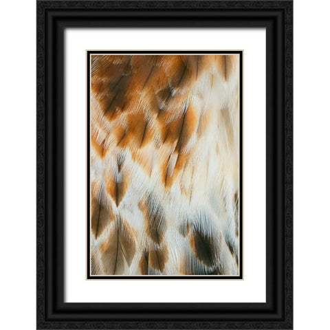 Feather pattern on Red-tailed hawk-Florida Black Ornate Wood Framed Art Print with Double Matting by Jones, Adam