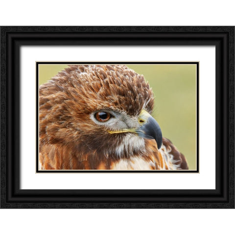 Red-tailed hawk-Florida Black Ornate Wood Framed Art Print with Double Matting by Jones, Adam