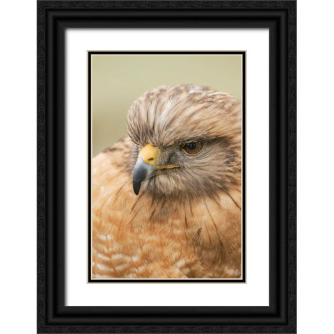 Red Shouldered Hawk-Florida Black Ornate Wood Framed Art Print with Double Matting by Jones, Adam
