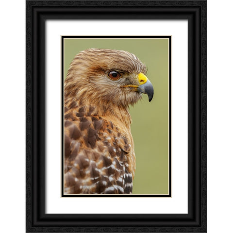 Red Shouldered Hawk-Florida Black Ornate Wood Framed Art Print with Double Matting by Jones, Adam