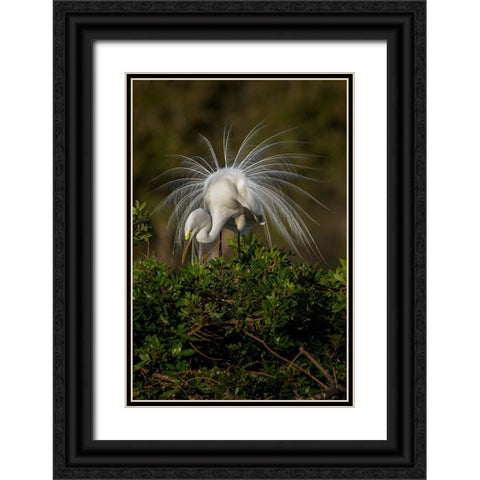 Great egret in courtship display in full breeding plumage-Venice rookery-Venice-Florida Black Ornate Wood Framed Art Print with Double Matting by Jones, Adam
