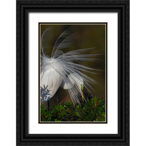Great egret in courtship display in full breeding plumage-Venice rookery-Venice-Florida Black Ornate Wood Framed Art Print with Double Matting by Jones, Adam