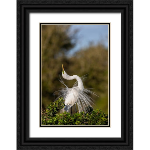 Great egret in courtship display in full breeding plumage-Venice rookery-Venice-Florida Black Ornate Wood Framed Art Print with Double Matting by Jones, Adam
