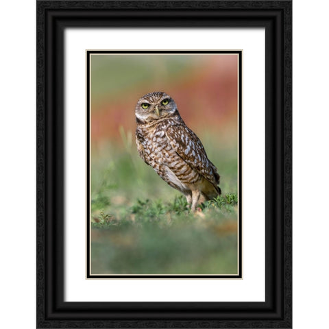 Burrowing owl-Cape Coral-Florida Black Ornate Wood Framed Art Print with Double Matting by Jones, Adam