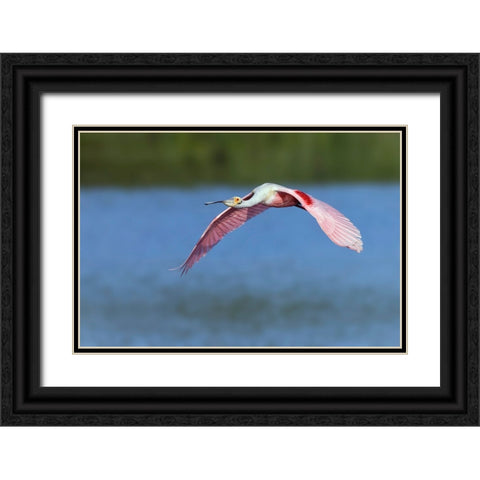 Roseate spoonbill flying-Stick Marsh-Florida Black Ornate Wood Framed Art Print with Double Matting by Jones, Adam