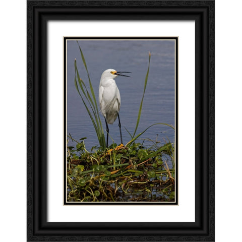 Snowy Egret-Stick Marsh-Florida Black Ornate Wood Framed Art Print with Double Matting by Jones, Adam