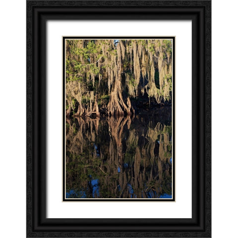 Cypress tree draped in Spanish moss along the Econlockhatchee River Black Ornate Wood Framed Art Print with Double Matting by Jones, Adam