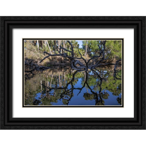 Fallen tree reflected on the Econlockhatchee River-a blackwater tributary of the St Johns River Black Ornate Wood Framed Art Print with Double Matting by Jones, Adam