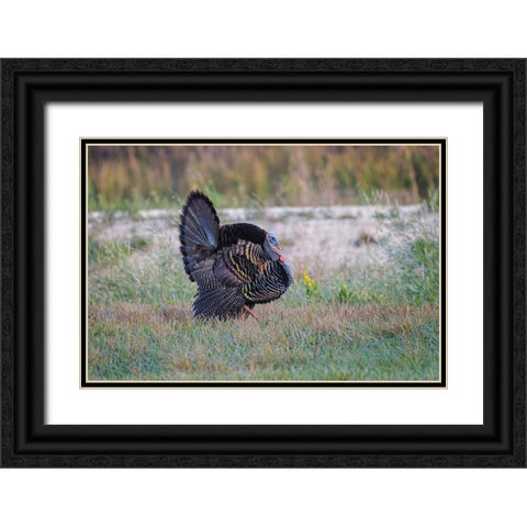Osceola turkey-near Stick Marsh-Florida Black Ornate Wood Framed Art Print with Double Matting by Jones, Adam