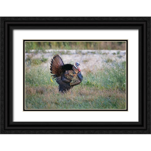 Osceola turkey-near Stick Marsh-Florida Black Ornate Wood Framed Art Print with Double Matting by Jones, Adam