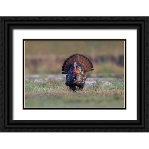 Osceola turkey-near Stick Marsh-Florida Black Ornate Wood Framed Art Print with Double Matting by Jones, Adam