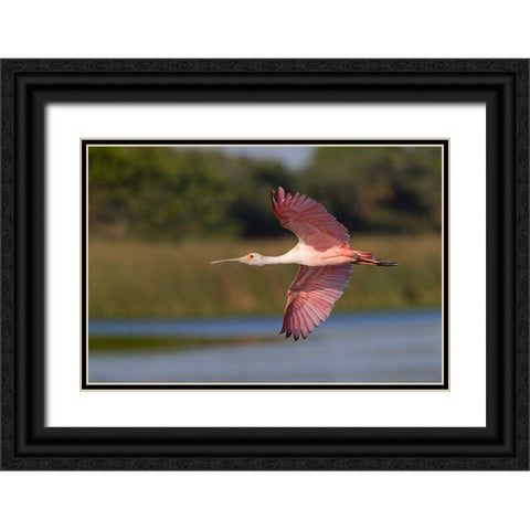 Roseate spoonbill flying-Stick Marsh-Florida Black Ornate Wood Framed Art Print with Double Matting by Jones, Adam