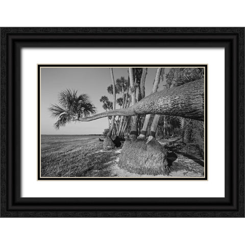 Sable palm tree along shoreline of Harney Lake at sunset-Florida Black Ornate Wood Framed Art Print with Double Matting by Jones, Adam