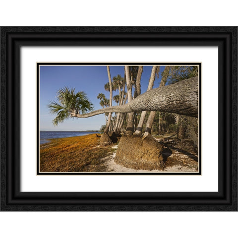 Sable palm tree along shoreline of Harney Lake at sunset-Florida Black Ornate Wood Framed Art Print with Double Matting by Jones, Adam