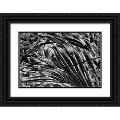 Sable palm frond on the ground in Black and white-Harney Lake-Florida Black Ornate Wood Framed Art Print with Double Matting by Jones, Adam