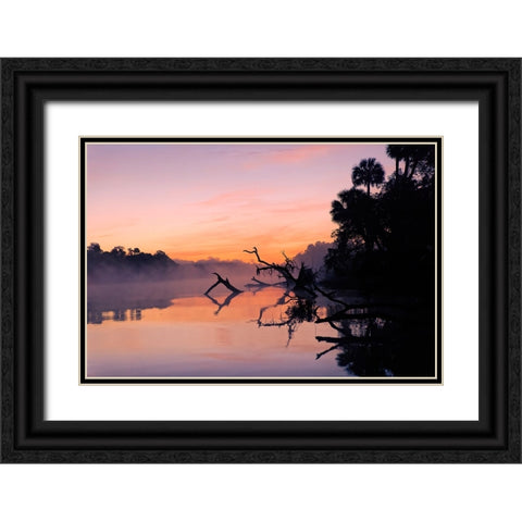 Predawn view of mist and fallen trees reflecting on blackwater area of St Johns River Black Ornate Wood Framed Art Print with Double Matting by Jones, Adam