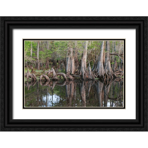 Early spring view of cypress trees reflecting on blackwater area of St Johns River-central Florida Black Ornate Wood Framed Art Print with Double Matting by Jones, Adam
