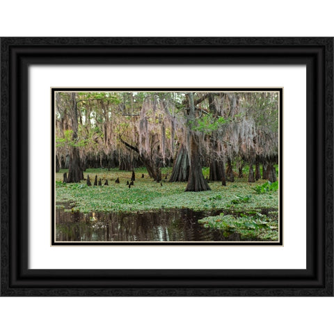 Early spring view of cypress trees reflecting on blackwater area of St Johns River-central Florida Black Ornate Wood Framed Art Print with Double Matting by Jones, Adam