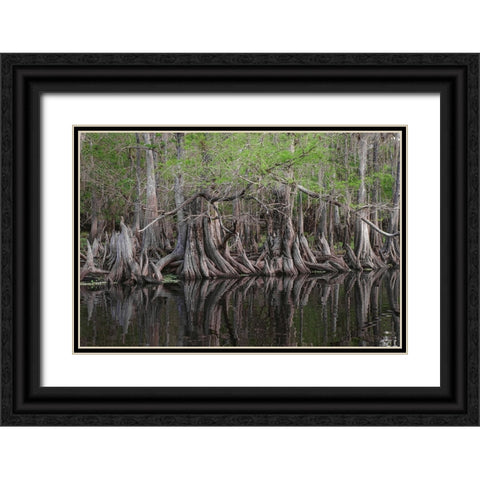 Early spring view of cypress trees reflecting on blackwater area of St Johns River-central Florida Black Ornate Wood Framed Art Print with Double Matting by Jones, Adam