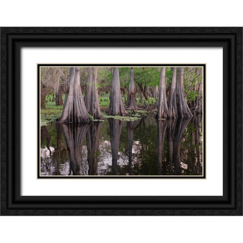 Early spring view of cypress trees reflecting on blackwater area of St Johns River-central Florida Black Ornate Wood Framed Art Print with Double Matting by Jones, Adam