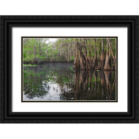 Early spring view of cypress trees reflecting on blackwater area of St Johns River-central Florida Black Ornate Wood Framed Art Print with Double Matting by Jones, Adam
