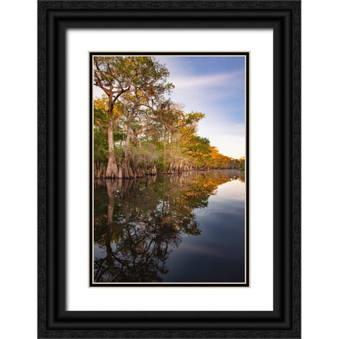 Early spring view of cypress trees reflecting on blackwater area of St Johns River-central Florida Black Ornate Wood Framed Art Print with Double Matting by Jones, Adam