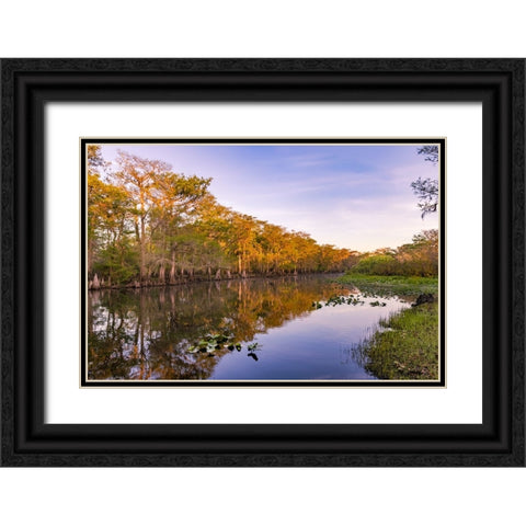 Early spring view of cypress trees reflecting on blackwater area of St Johns River-central Florida Black Ornate Wood Framed Art Print with Double Matting by Jones, Adam