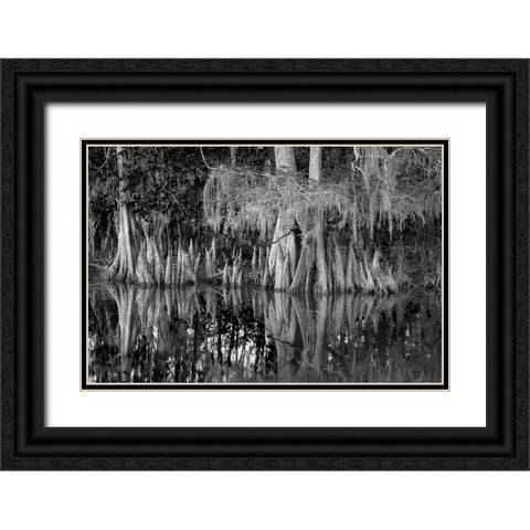 Early spring view of cypress trees reflecting on blackwater area of St Johns River-central Florida Black Ornate Wood Framed Art Print with Double Matting by Jones, Adam