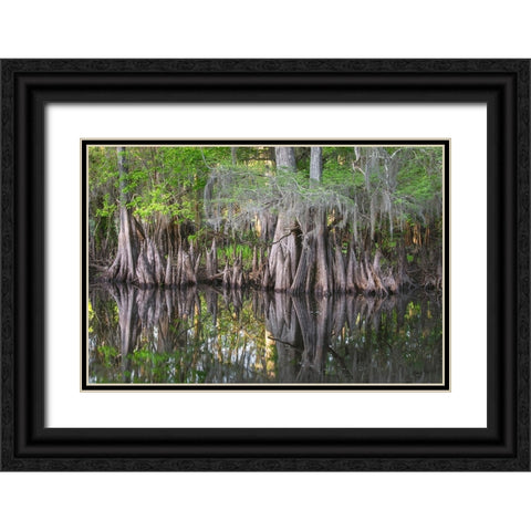Early spring view of cypress trees reflecting on blackwater area of St Johns River-central Florida Black Ornate Wood Framed Art Print with Double Matting by Jones, Adam
