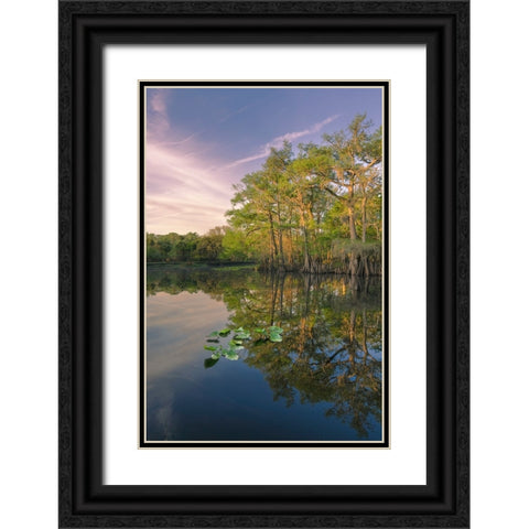 Early spring view of cypress trees reflecting on blackwater area of St Johns River-central Florida Black Ornate Wood Framed Art Print with Double Matting by Jones, Adam