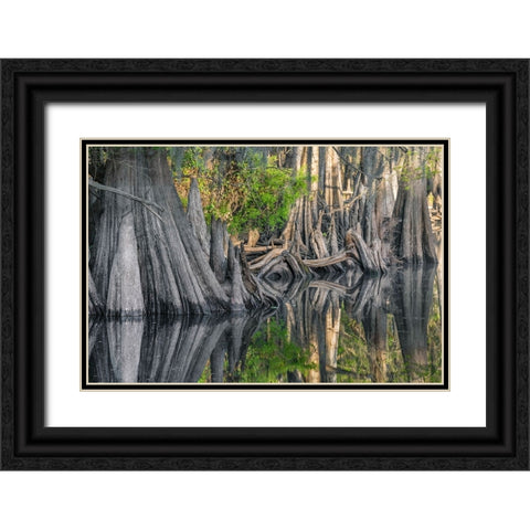 Early spring view of cypress trees reflecting on blackwater area of St Johns River-central Florida Black Ornate Wood Framed Art Print with Double Matting by Jones, Adam