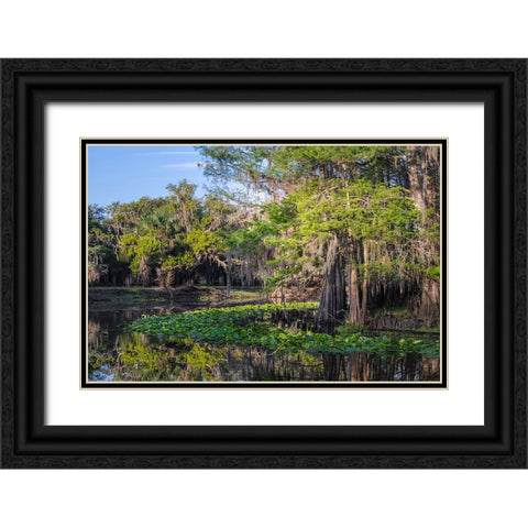 Early spring view of cypress trees reflecting on blackwater area of St Johns River-central Florida Black Ornate Wood Framed Art Print with Double Matting by Jones, Adam
