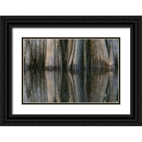 Pattern of cypress trees reflecting on blackwater area of St Johns River-central Florida Black Ornate Wood Framed Art Print with Double Matting by Jones, Adam