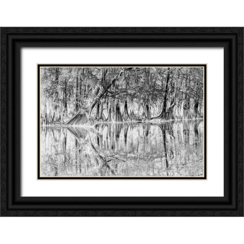 Early spring view of cypress trees reflecting on blackwater area of St Johns River-central Florida Black Ornate Wood Framed Art Print with Double Matting by Jones, Adam