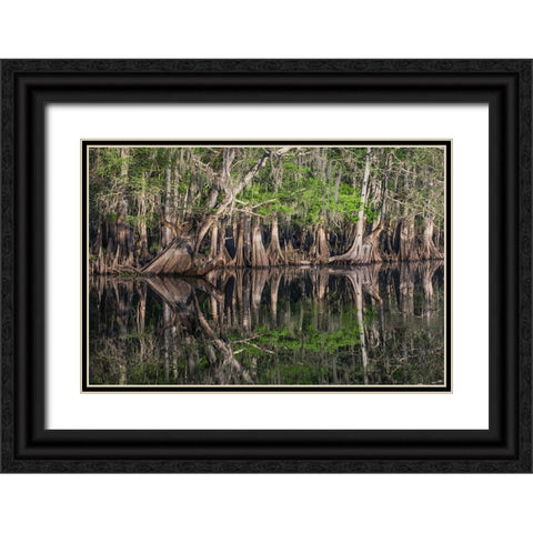Early spring view of cypress trees reflecting on blackwater area of St Johns River-central Florida Black Ornate Wood Framed Art Print with Double Matting by Jones, Adam