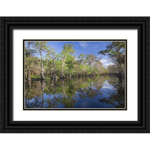Early spring view of cypress trees reflecting on blackwater area of St Johns River-central Florida Black Ornate Wood Framed Art Print with Double Matting by Jones, Adam