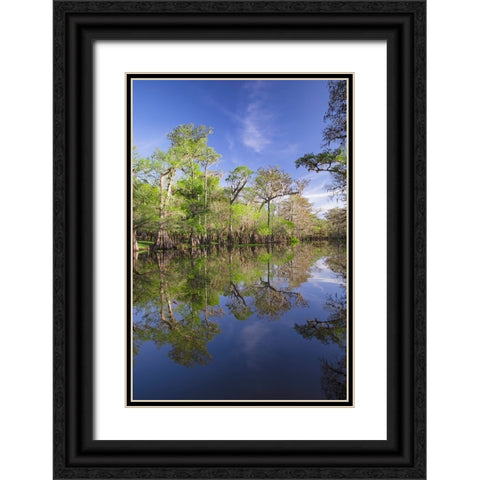 Early spring view of cypress trees reflecting on blackwater area of St Johns River-central Florida Black Ornate Wood Framed Art Print with Double Matting by Jones, Adam