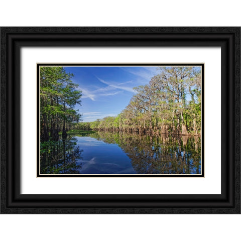 Early spring view of cypress trees reflecting on blackwater area of St Johns River-central Florida Black Ornate Wood Framed Art Print with Double Matting by Jones, Adam