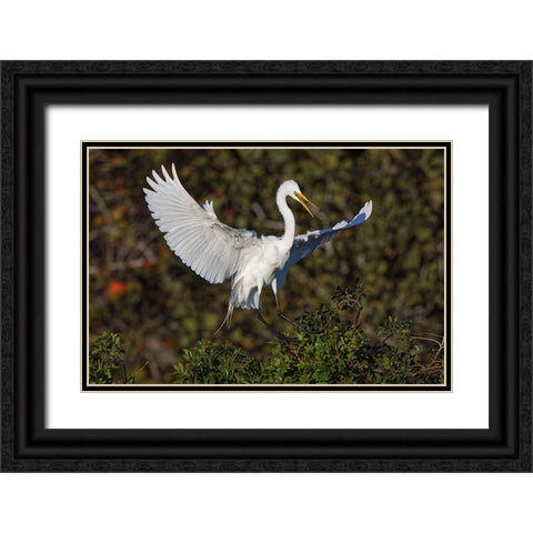 Great egret landing at nest site Venice rookery-Venice-Florida Black Ornate Wood Framed Art Print with Double Matting by Jones, Adam