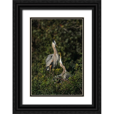 Blue Heron nest-Venice-Florida Black Ornate Wood Framed Art Print with Double Matting by Jones, Adam